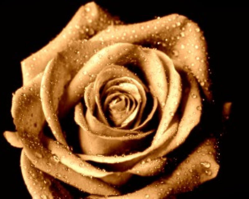 Gold Open Rose, open rose, gold, rose, gold rose, HD wallpaper
