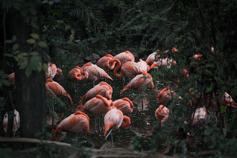 group of pink flamingo, HD wallpaper