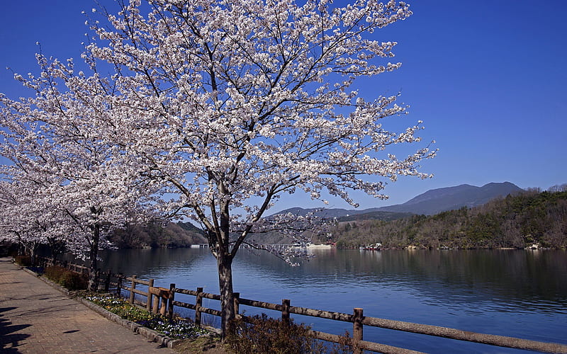Beautiful Japanese cherry blossom season 20, HD wallpaper