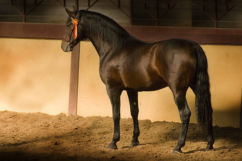Andalusian Shadow, andalusian horse, carthusian horse, shadow, spanish horse, iberian horse, animals, horses, HD wallpaper