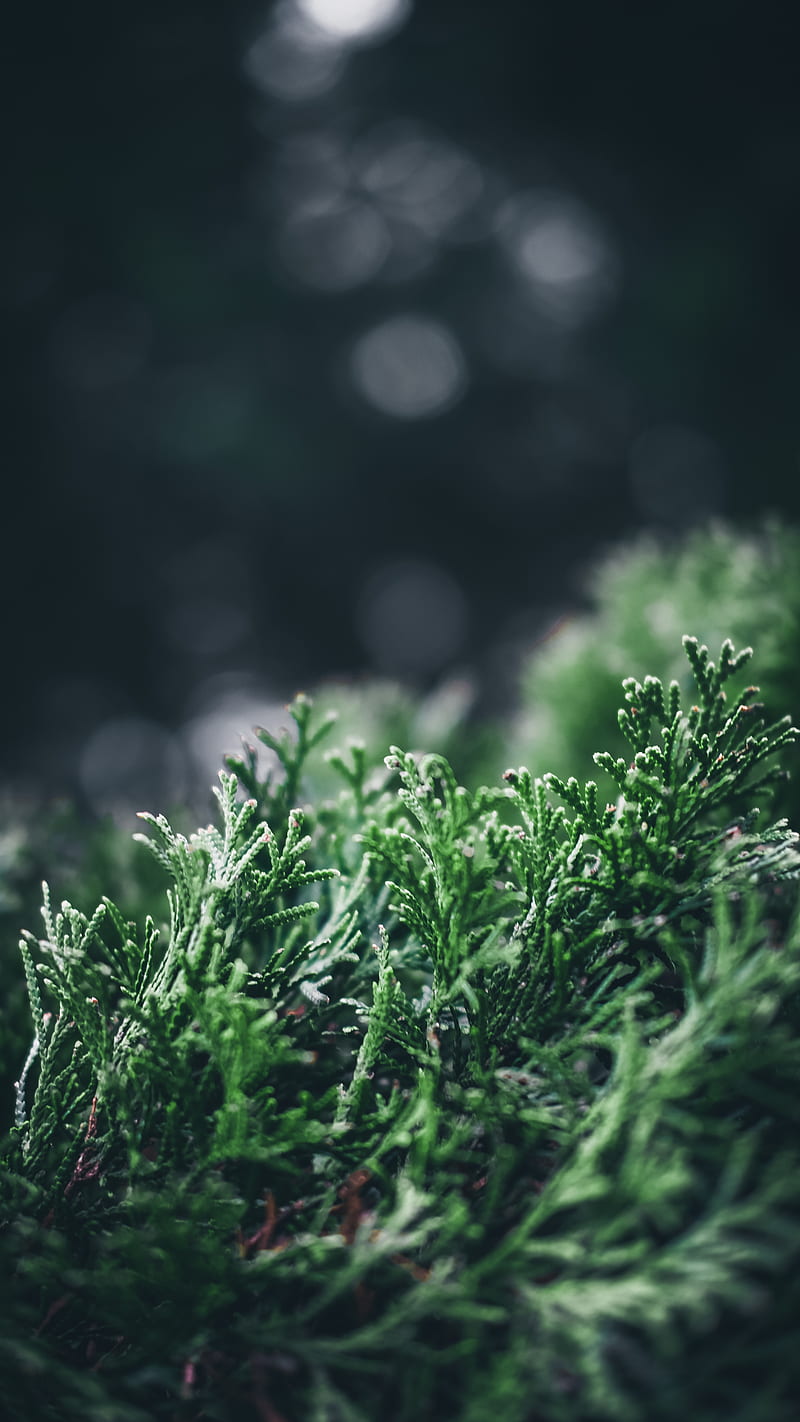leaves, plant, pine, macro, blur, HD phone wallpaper