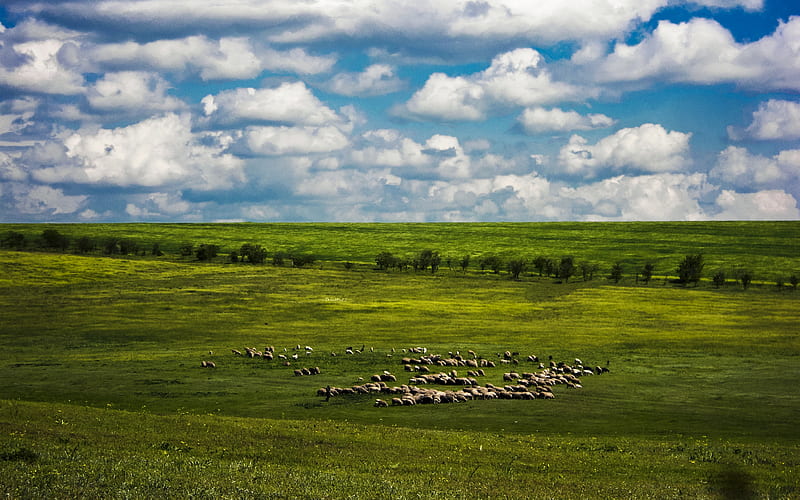 A Flock of Sheep, hills, bonito, trees, clouds, skies, sheep, green, rolling, nature, fields, blue, HD wallpaper