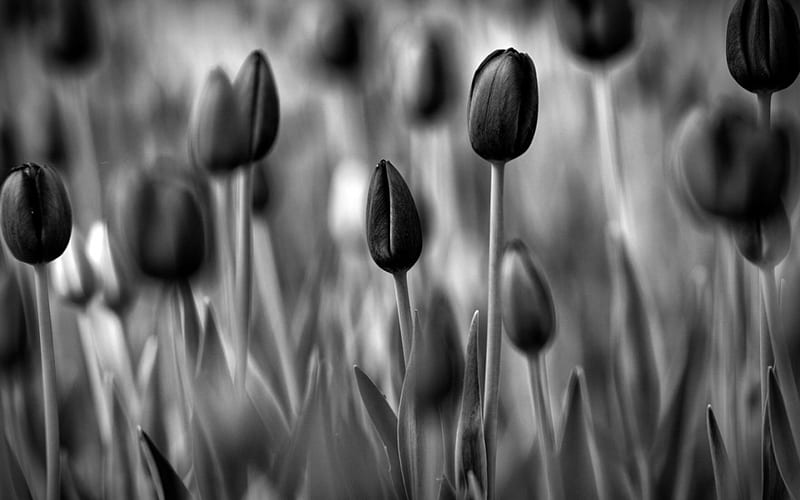 Tulips, black, flowers, white, HD wallpaper