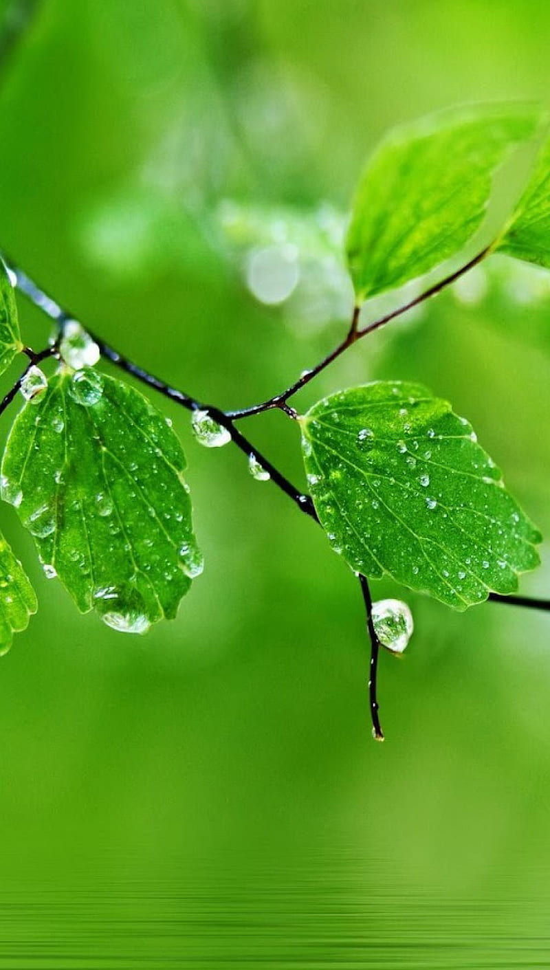 Morning rain, dew, drops, good morning, green, leafs, macro ...