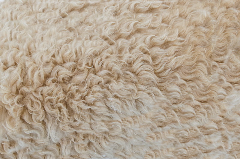 Beige Fur, HD wallpaper