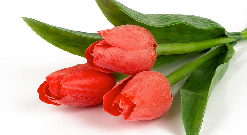 * Tulips *, tenderness, flowers, three, spring, soft, tulips, HD ...