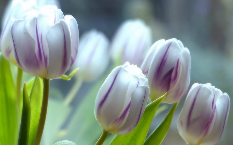 White tulips, spring, wildflowers, spring flowers, tulips, HD wallpaper
