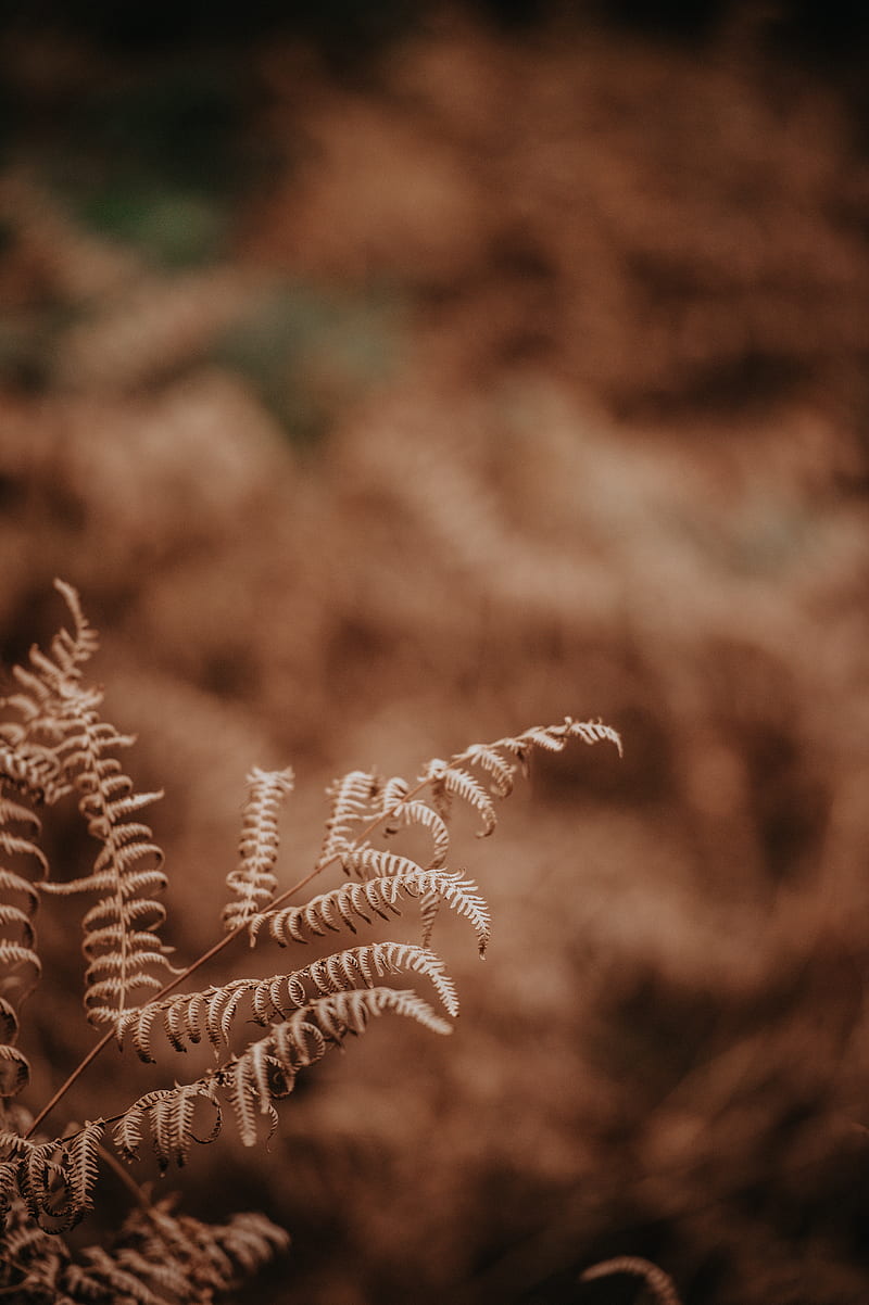 Brown leafed plant, HD phone wallpaper | Peakpx