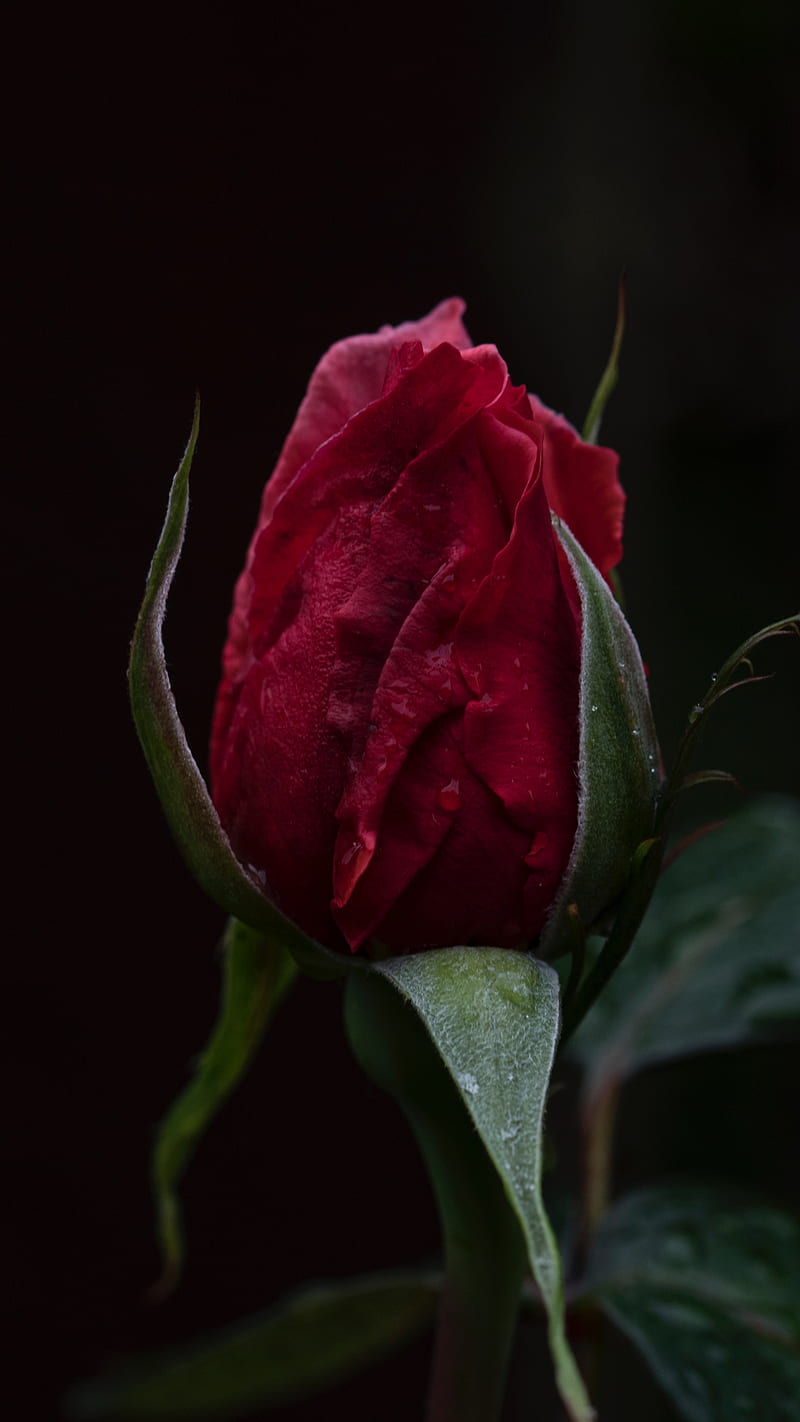 Red rose, black background, flowers, love, rose, HD phone wallpaper | Peakpx
