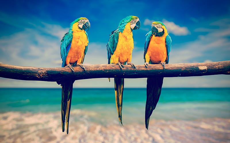 Blue-yellow macaw, tropical birds, branch, parrots, beautiful birds, HD wallpaper