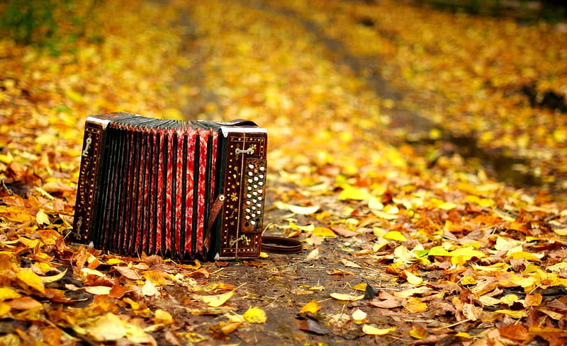 The Sound of Autumn, fall, pretty, autumn, autumn leaves, bonito, graphy, leaves, pathway, autumn carpet, path, beauty, streets, road, street, lovely, romantic, romance, just music, music, leaf, autumn colors, accordion, carpet of leaves, nature, alley, HD wallpaper