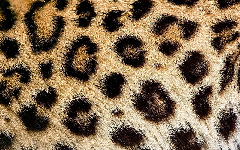 leopard skin texture, close-up, brown blots texture, macro, leopard skin, leopard background, leopard wool, leopard leather background, HD wallpaper