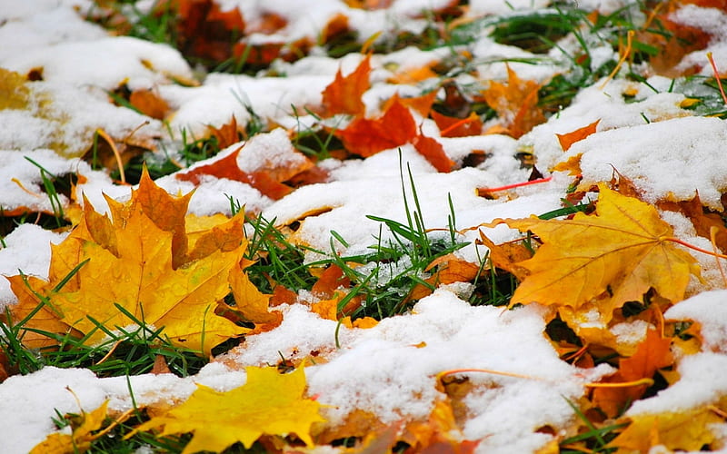 First Snow in late Autumn, Fall, leaves, snow, grass, Autumn, HD wallpaper