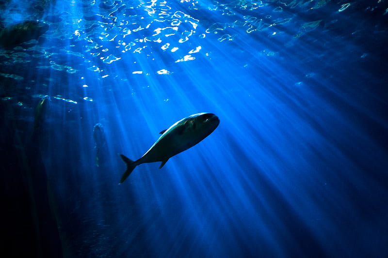 fish under body of water, HD wallpaper