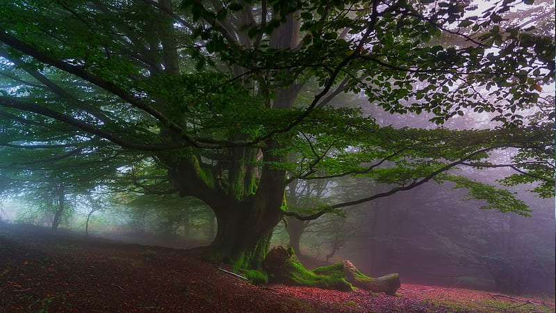 Moss covered tree in the mist, red, tree, leaves, moss, mist, HD ...