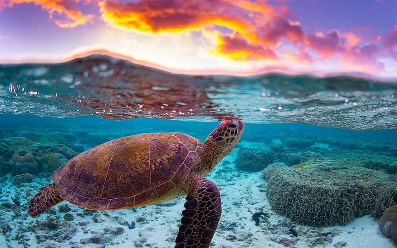 turtle, underwater world, evening, sunset, ocean, coral reef, water, HD wallpaper