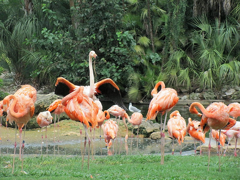 Flamingoville, flamingos, nature, waterfowl, pink, HD wallpaper