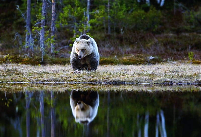 Bear mirror, forest, water, brown bear, strength, power, reflection, HD wallpaper