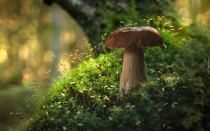 Mushroom in Moss, forest, moss, mushroom, nature, macro, HD wallpaper