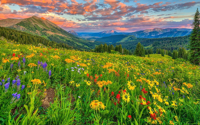 Alpine Flowers Mountains, bonito, Mountains, Flowers, Sunset, HD wallpaper