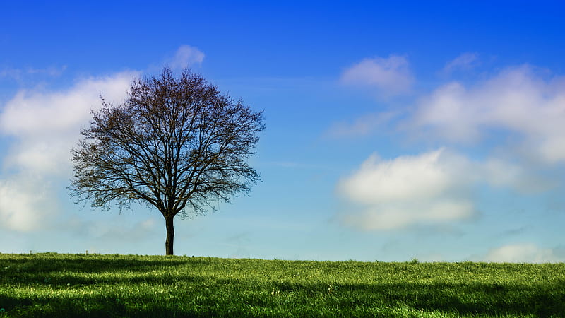 tree, horizon, grass, sky, HD wallpaper