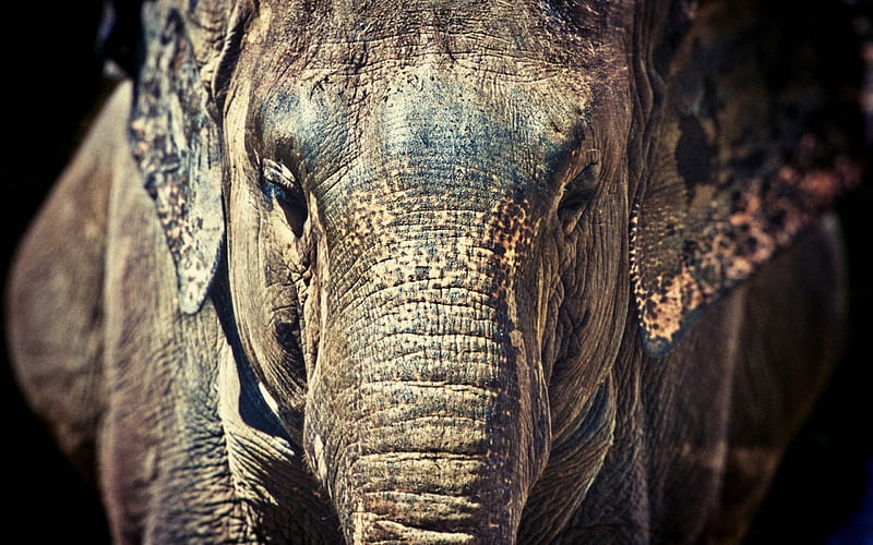 elephant, Africa, old elephant, wildlife, trunk, HD wallpaper