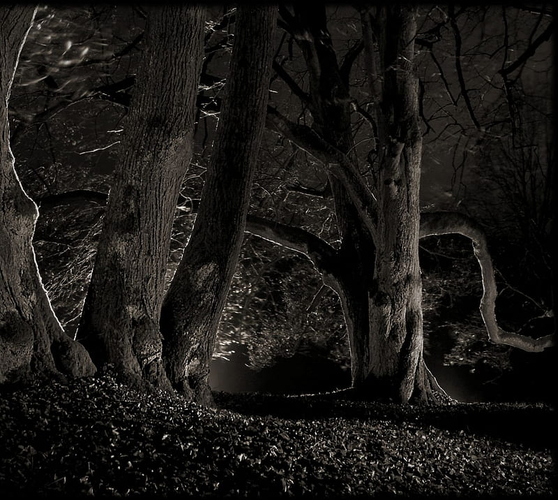 Scary Trees, black night, scary, tree, HD wallpaper