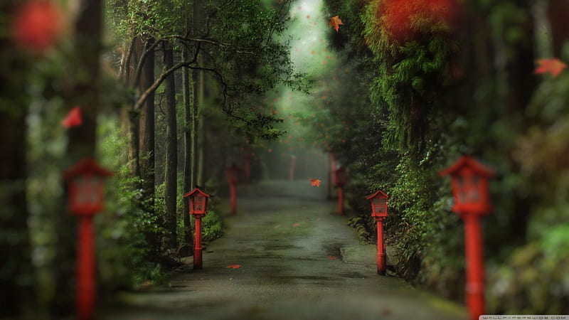 A Forest in China, forest, pathway, china, 1366x768, HD wallpaper