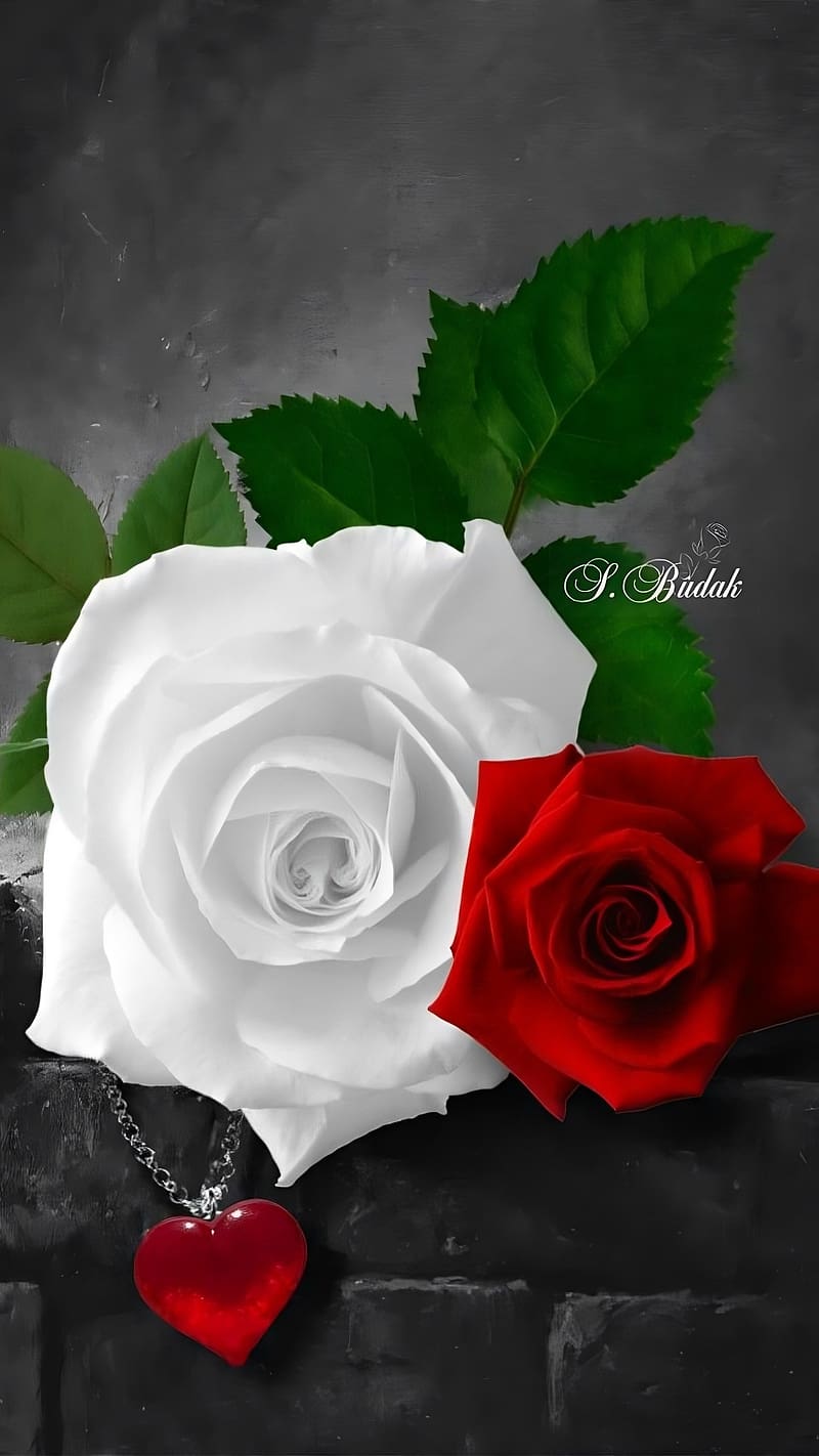 Gulab Flower, white and red, white, red, rose, flower, HD phone ...
