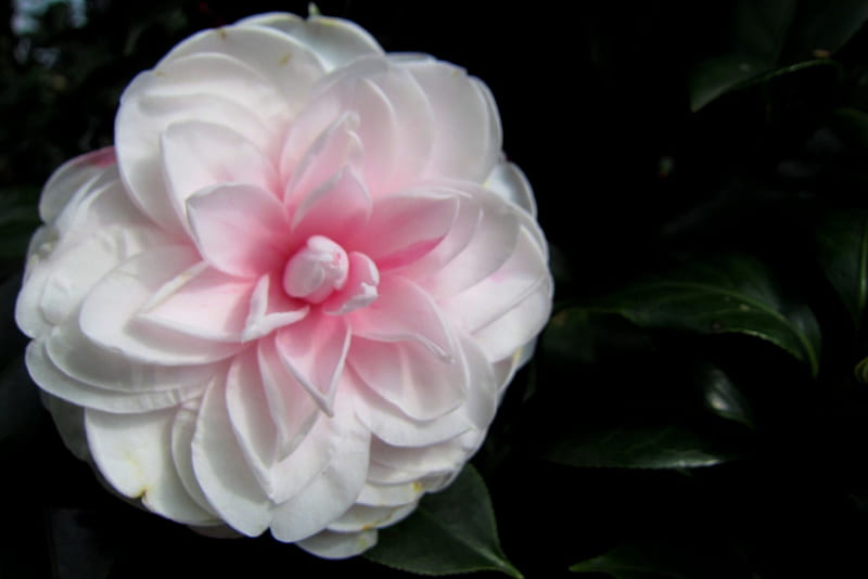 Camellia japonica, pretty, flowers, ornamental, soft, HD wallpaper