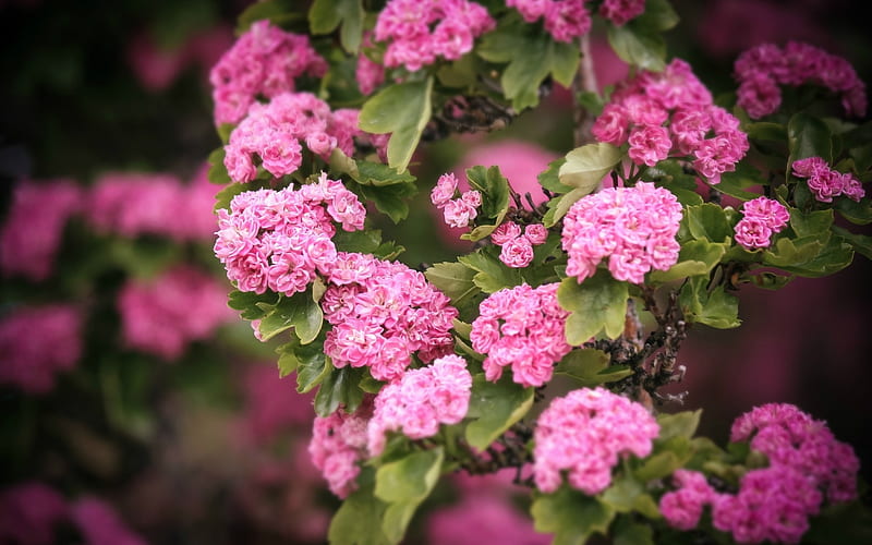 Blossom, flowers, nature, branch, pink, hawthorn, HD wallpaper