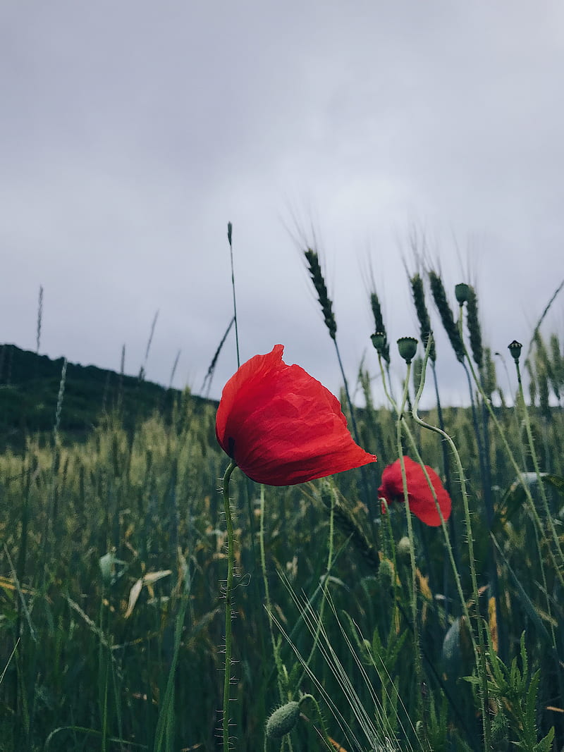 Red flower on green grass field, HD phone wallpaper | Peakpx