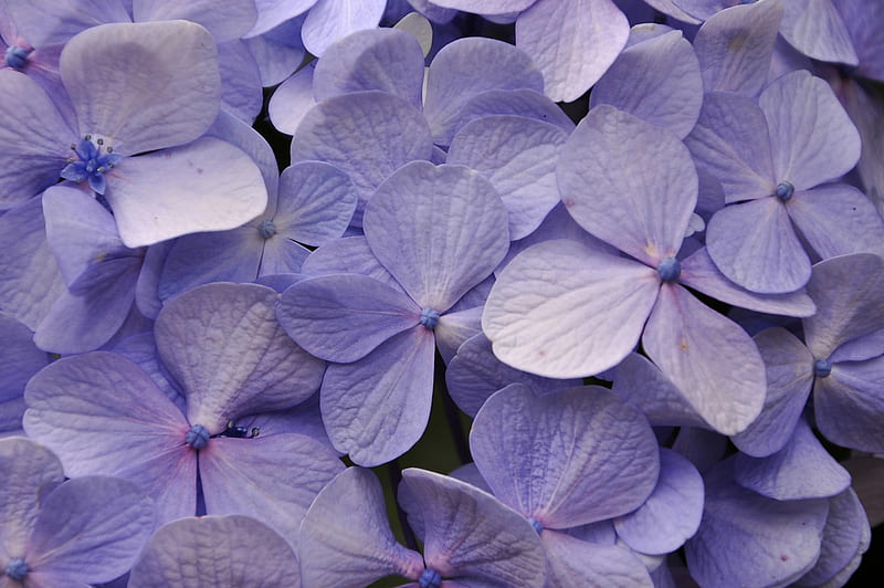 Hydrangea, lilac, texture, flower, skin, blue, HD wallpaper | Peakpx