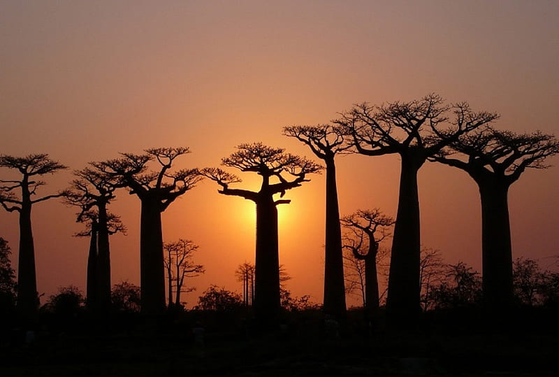 Baobab Sunset, sunset, silhouette, trees, baobab, HD wallpaper