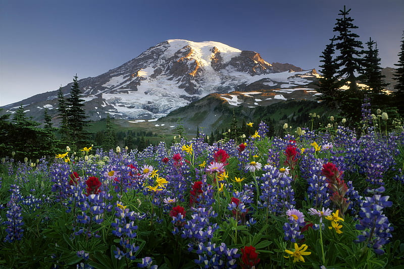 USA Washington Mt Rainier NP Spectacular summer display of wildflowers at sunrise, summer, HD wallpaper
