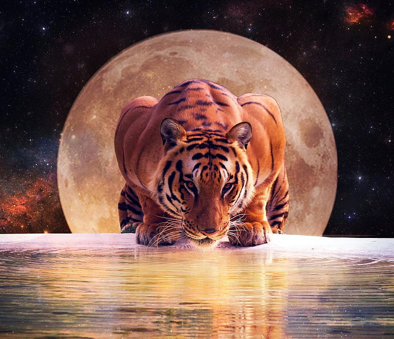 Tiger, fantasy, water, moon, moon, crumblingland, amur, tigru, HD wallpaper