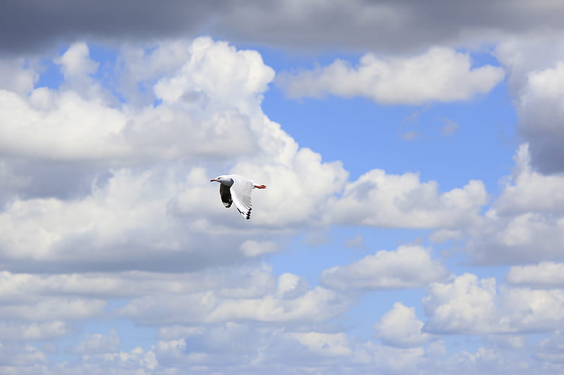seagull, bird, flight, sky, clouds, HD wallpaper