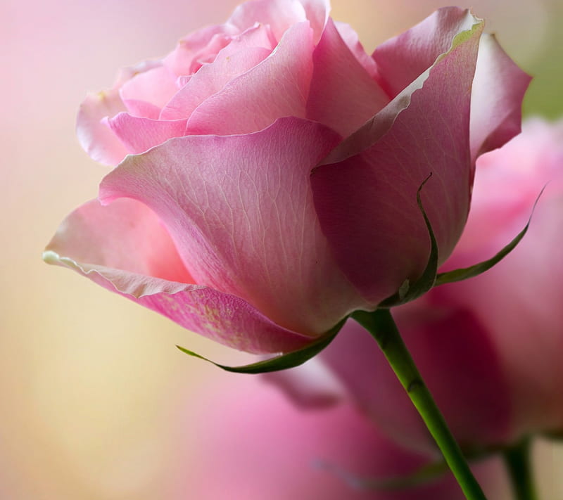 Pink Rose, floral, flower, fragile, gift, love, nature, scent, symbol, HD wallpaper
