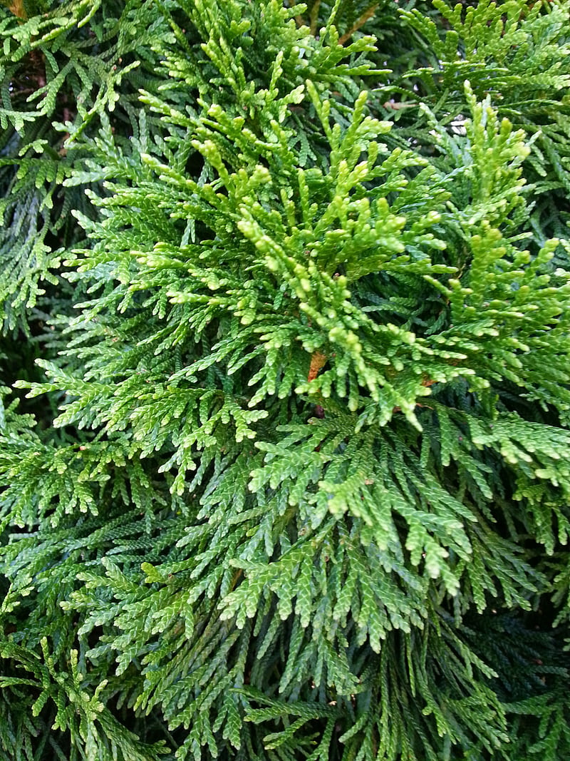 Evergreen, cedar, HD phone wallpaper