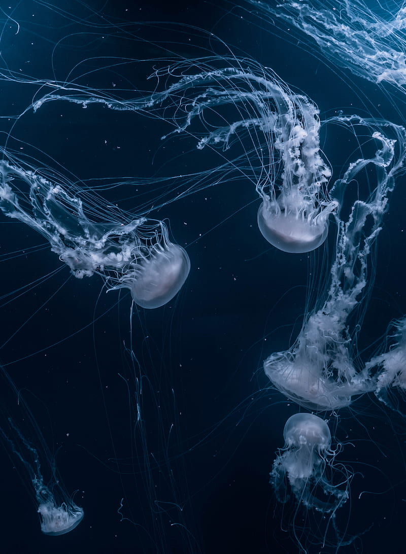 white jellyfishes swims, HD phone wallpaper