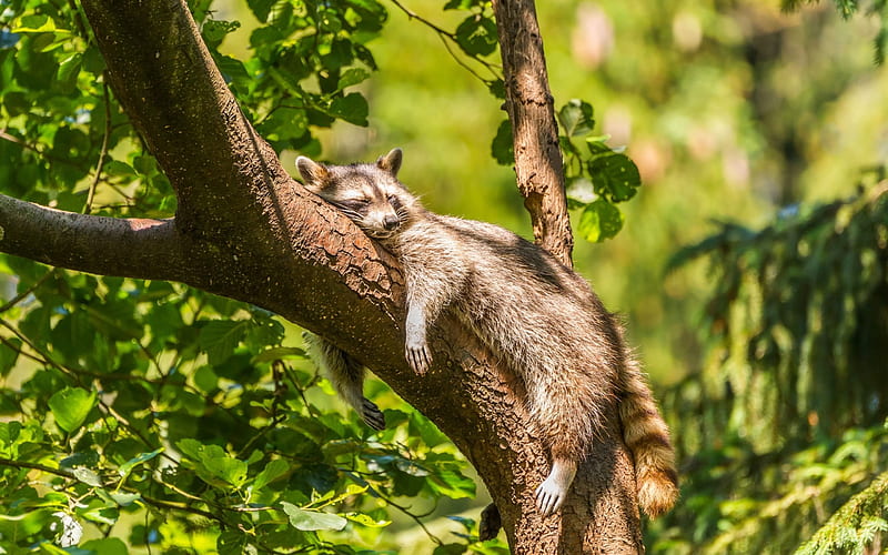 tree, nature, sleeping raccoon, HD wallpaper