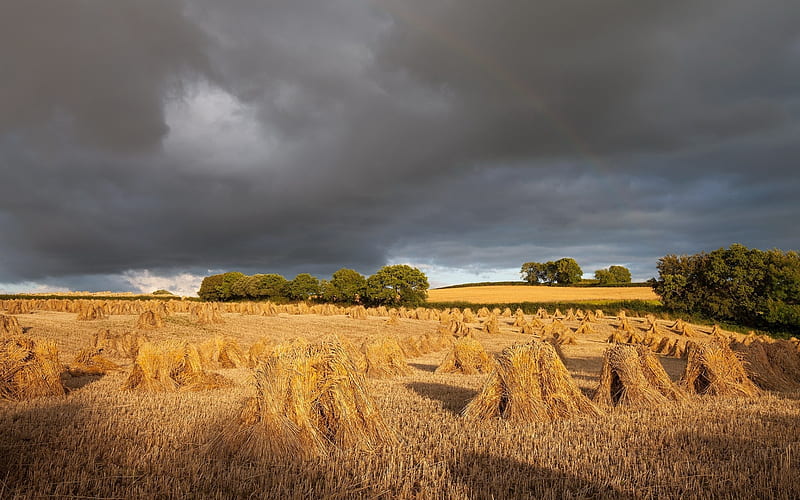 Harvest, clouds, cornfield, landscape, HD wallpaper