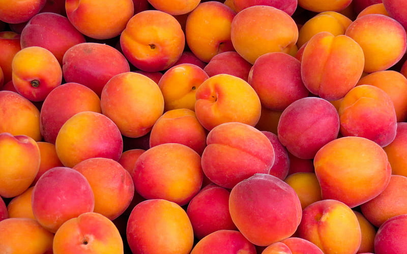peaches, fruit background, mountain of peaches, ripe fruits, background with peaches, HD wallpaper