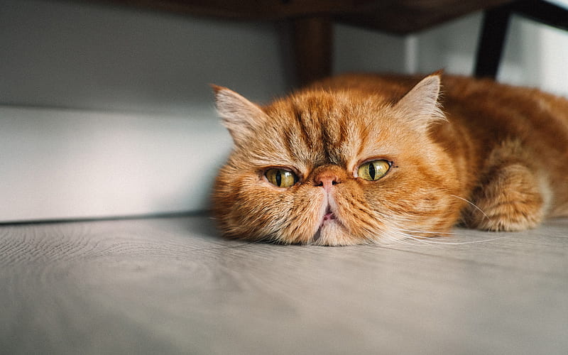 Persian Cat, close-up, ginger cat, fluffy cat, cats, funny cat, domestic cats, pets, ginger Persian Cat, Persian, HD wallpaper