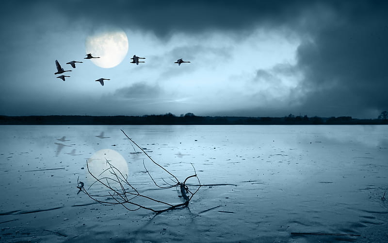 Birds Flying in Moonlight Over the Sea, dead, birds, sky, clouds, sea, flying, moonlight, nature, river, reflection, wood, HD wallpaper