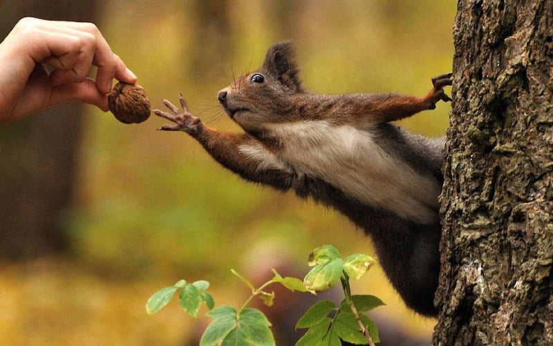 Come On, Give It To Me!, legs, squirrels, walnut, trees, leaves, hand, day, nature, eyes, fur, animals, bark, HD wallpaper