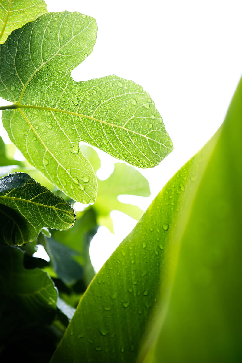 green leaf in macro lens, HD phone wallpaper