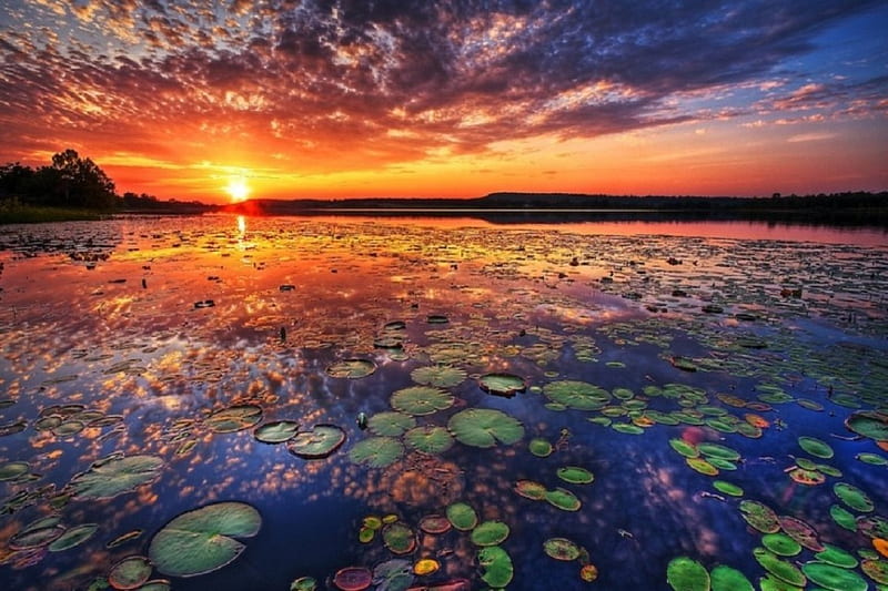 Everglades, lotus, bonito, lake, calm, serene, sunsets, summer, flowers, nature, tropics, HD wallpaper