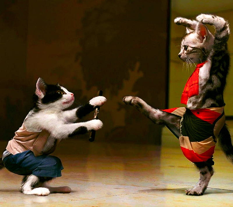 Karate Cat, funny, HD wallpaper