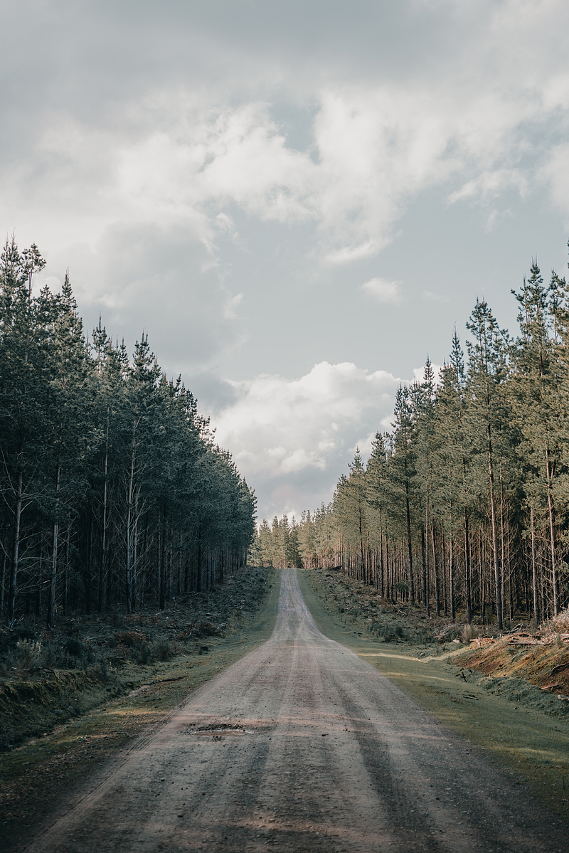 road, forest, conifer, hill, nature, HD phone wallpaper